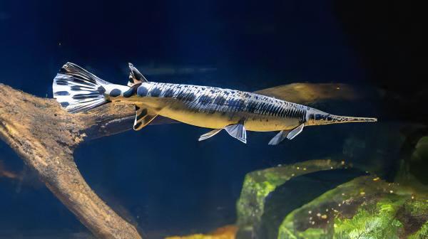 Florida Spotted Gar Lepisosteus Platyrhincus