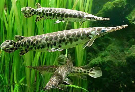 Florida Spotted Gar Lepisosteus Platyrhincus