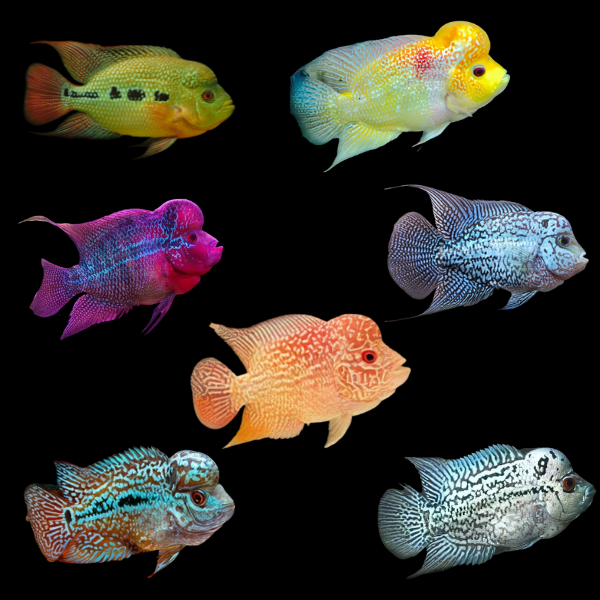 Assorted Flowerhorn Cichlid 12cm Adult Male - Real Aquatics