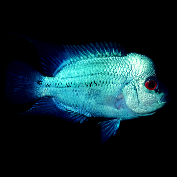 Flowerhorn Cichlid Blue Diamond Thai Silk 8cm Sub Adult Male - Real Aquatics