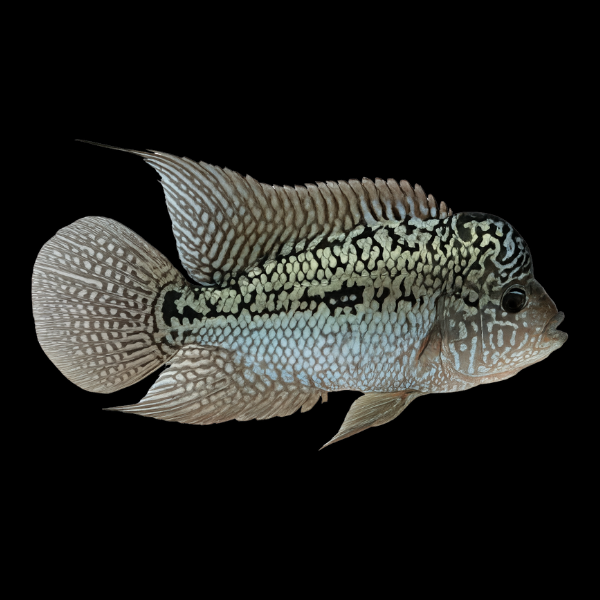 Flowerhorn Cichlid Dark Star 8cm Sub Adult Male - Real Aquatics