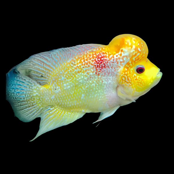 Flowerhorn Cichlid Golden Monkey 8cm Sub Adult Male - Real Aquatics