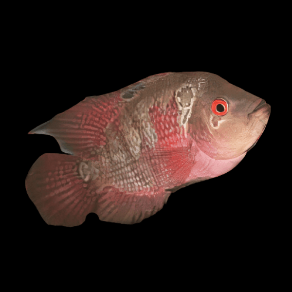 Flowerhorn Cichlid Grade A 12cm Female - Real Aquatics