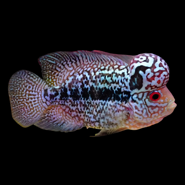 Flowerhorn Cichlid King Kamfa 8cm Sub Adult Male - Real Aquatics