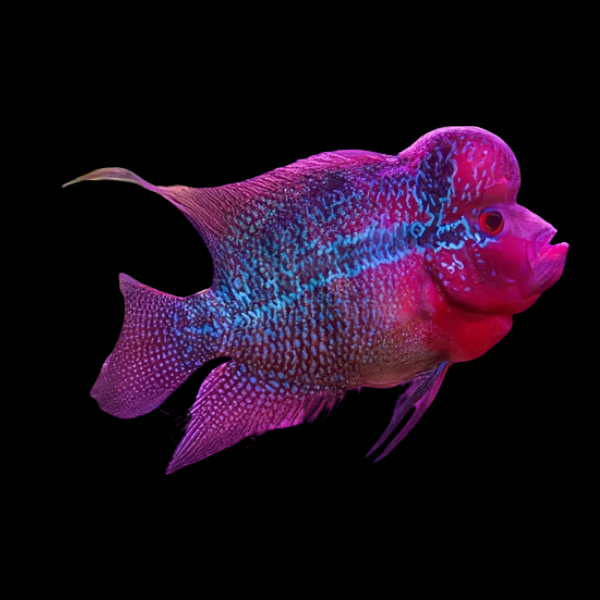 Flowerhorn Cichlid Luohan 8cm Sub Adult Male - Real Aquatics