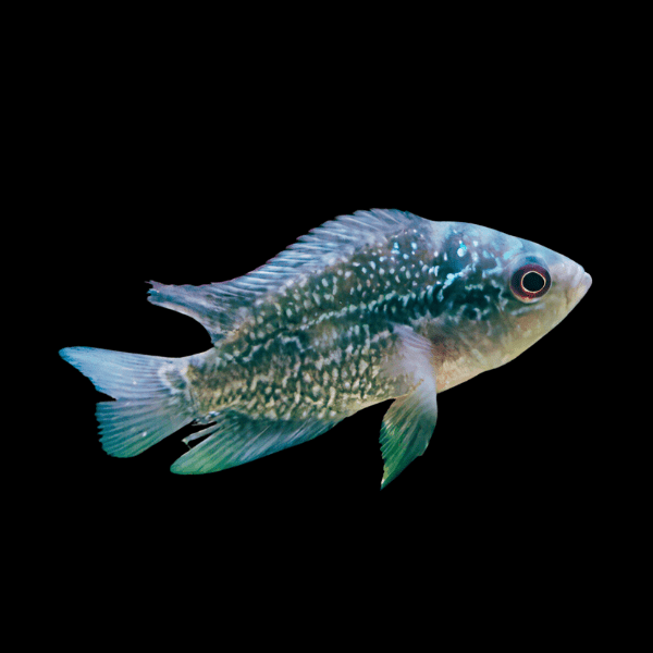 Flowerhorn Cichlid Pearl 5cm Juvenile Male - Real Aquatics