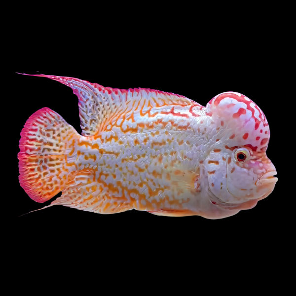 Flowerhorn Cichlid Platinum Golden Base 8cm Sub Adult Male - Real Aquatics