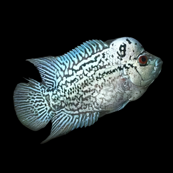 Flowerhorn Cichlid Platinum Kamfa 8cm Sub Adult Male - Real Aquatics