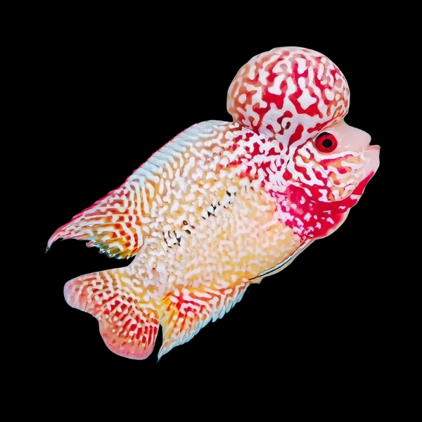 Flowerhorn Cichlid Platinum Super Red 8cm Sub Adult Male - Real Aquatics