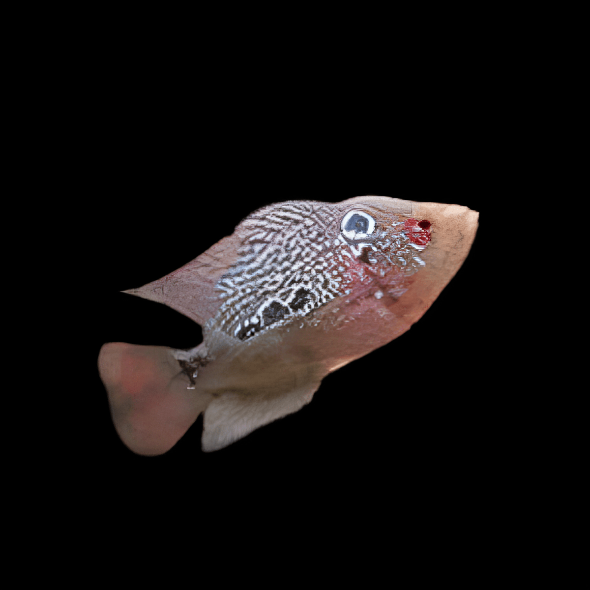 Flowerhorn Cichlid Red Dragon 5cm Juvenile Male - Real Aquatics