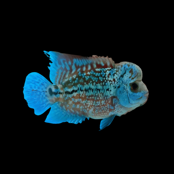 Flowerhorn Cichlid Royal Blue Kamfa Malau 5cm Juvenile Male - Real Aquatics