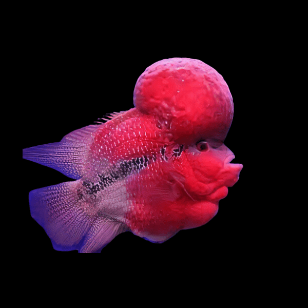 Flowerhorn Cichlid Short Body Grade AA 20cm Show Adult Male - Real Aquatics