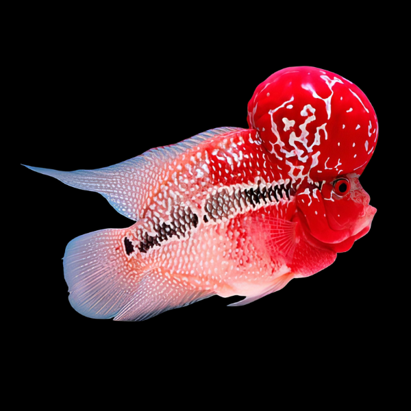Flowerhorn Cichlid Short Body Super Red Dragon Grade A 8cm Sub Adult Male - Real Aquatics