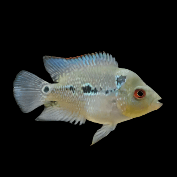 Flowerhorn Cichlid Super 1.8K Malau 5cm Juvenile Male - Real Aquatics