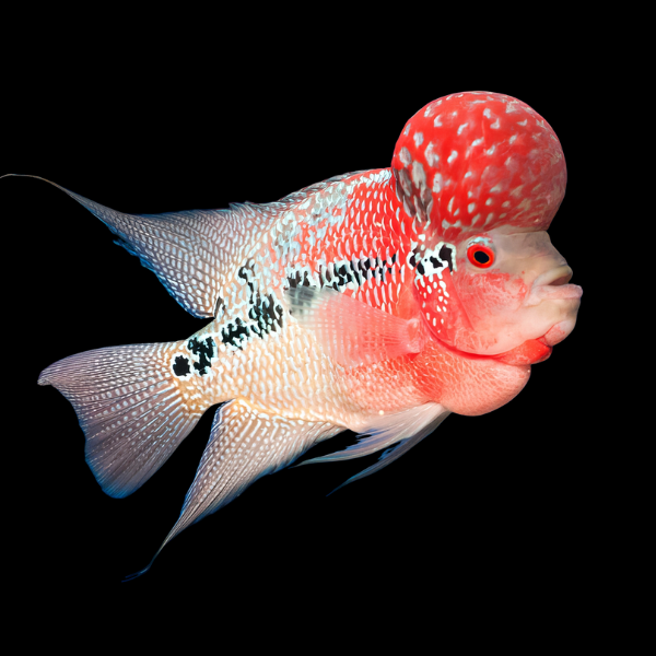 Flowerhorn Cichlid Super Red Dragon 8cm Sub Adult Male - Real Aquatics