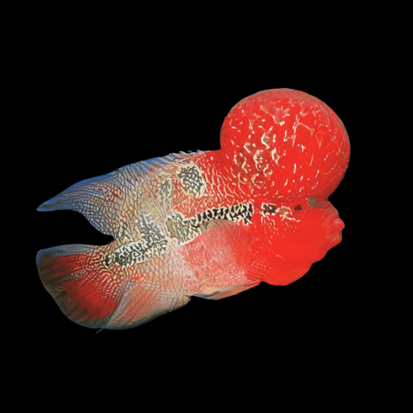Flowerhorn Cichlid Super Red Dragon Grade AA 20cm Show Adult Male - Real Aquatics