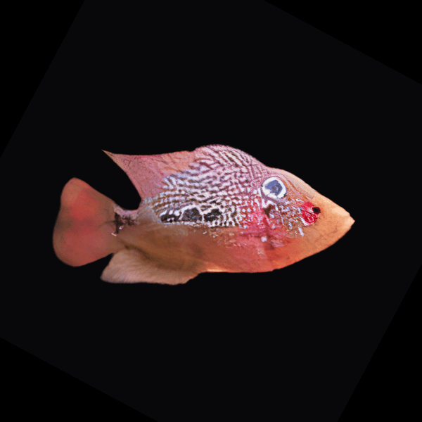 Flowerhorn Cichlid Super Red Dragon 5cm Juvenile Male - Real Aquatics