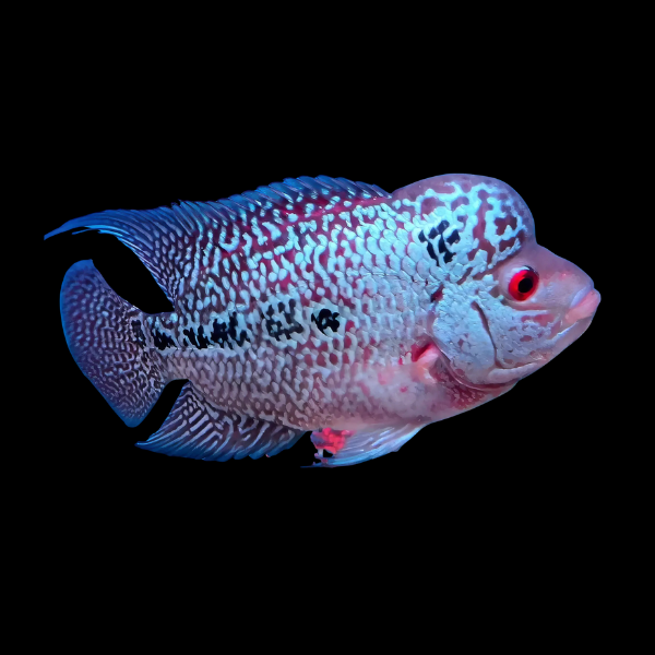 Flowerhorn Cichlid Super Red Magma 8cm Sub Adult Male - Real Aquatics