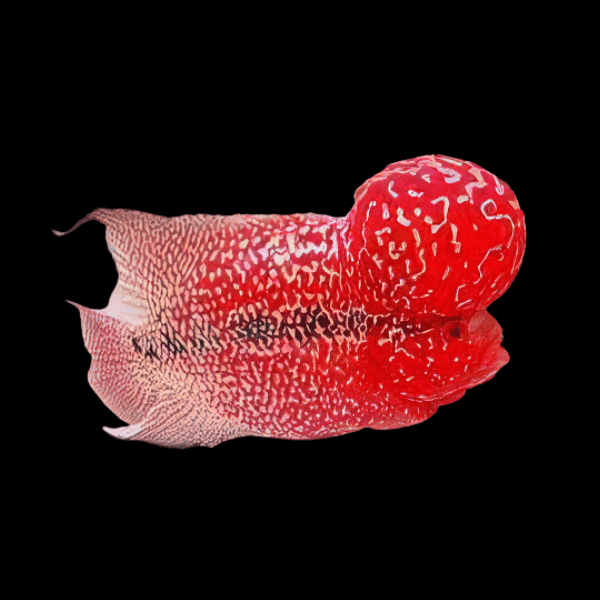 Flowerhorn Cichlid Super Red Magma Grade AA 20cm Show Adult Male - Real Aquatics