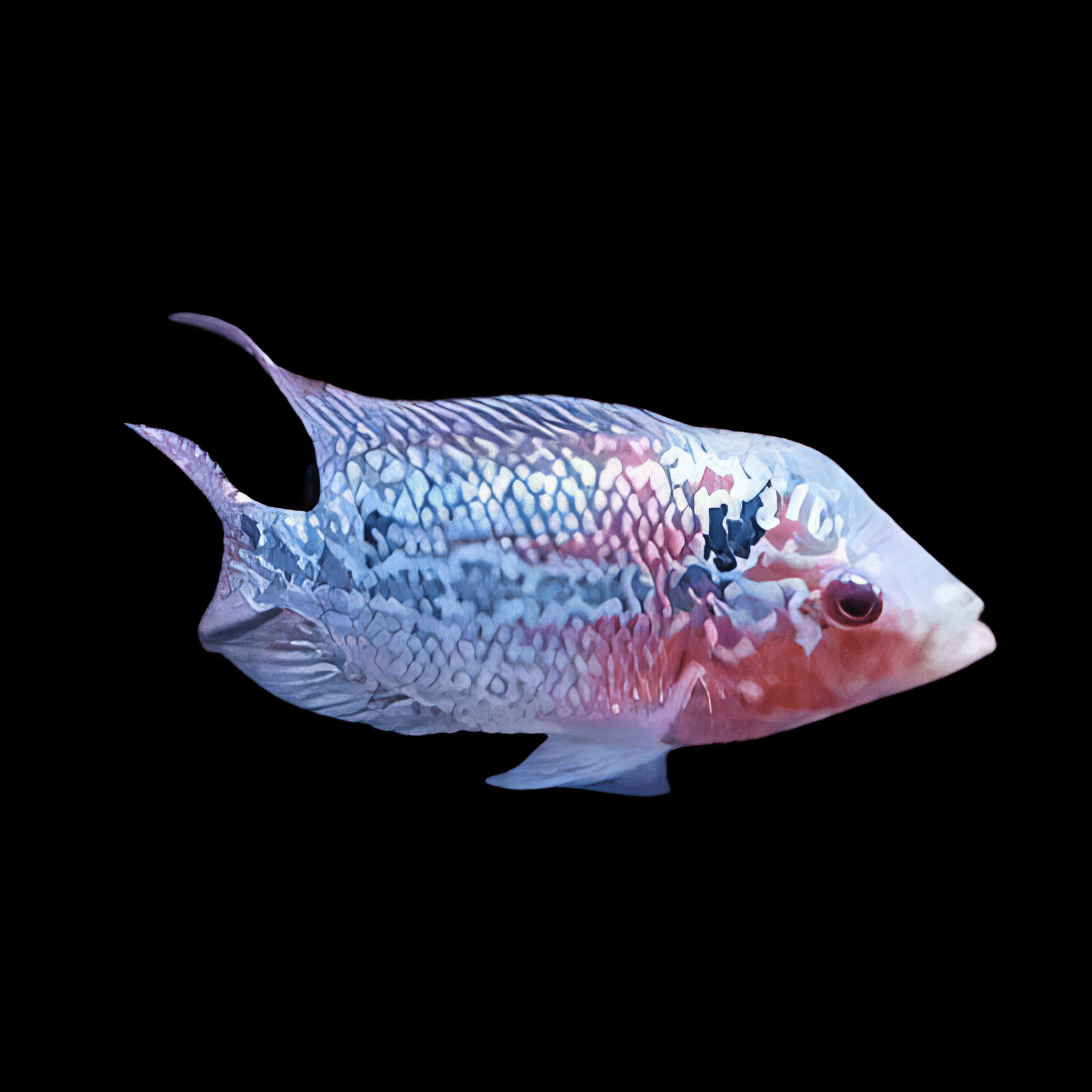 Flowerhorn Cichlid Super Red Magma 5cm Juvenile Male - Real Aquatics