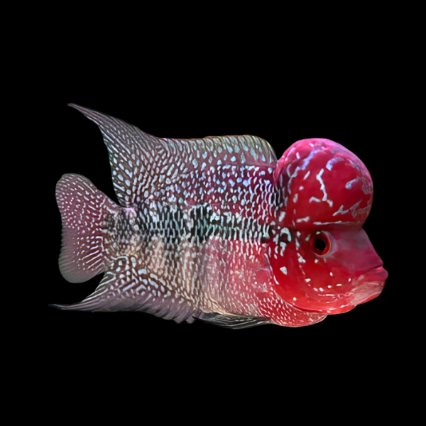 Flowerhorn Cichlid Vietnamese 8cm Sub Adult Male - Real Aquatics