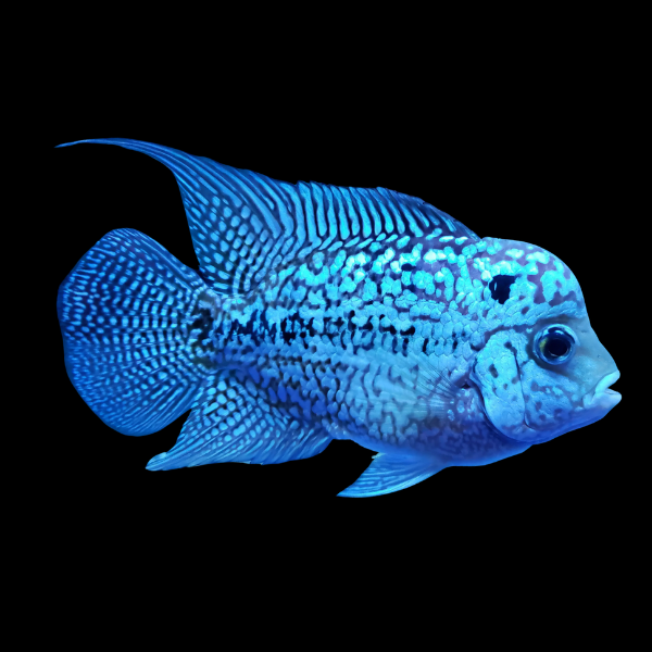 Flowerhorn Cichlid Vietnamese Blue 8cm Sub Adult Male - Real Aquatics