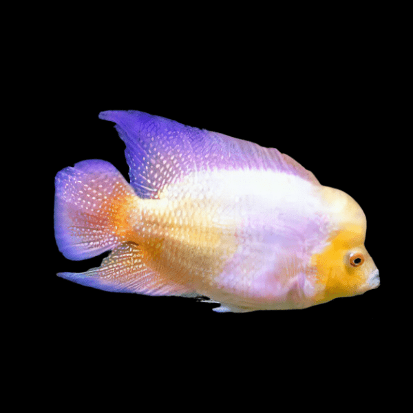 Flowerhorn Cichlid White Angel King Grade AA 20cm Show Adult Male - Real Aquatics