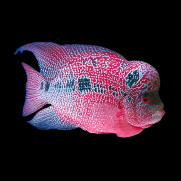 Flowerhorn Cichlid Super Magma Kamfa 8cm Sub Adult Male - Real Aquatics