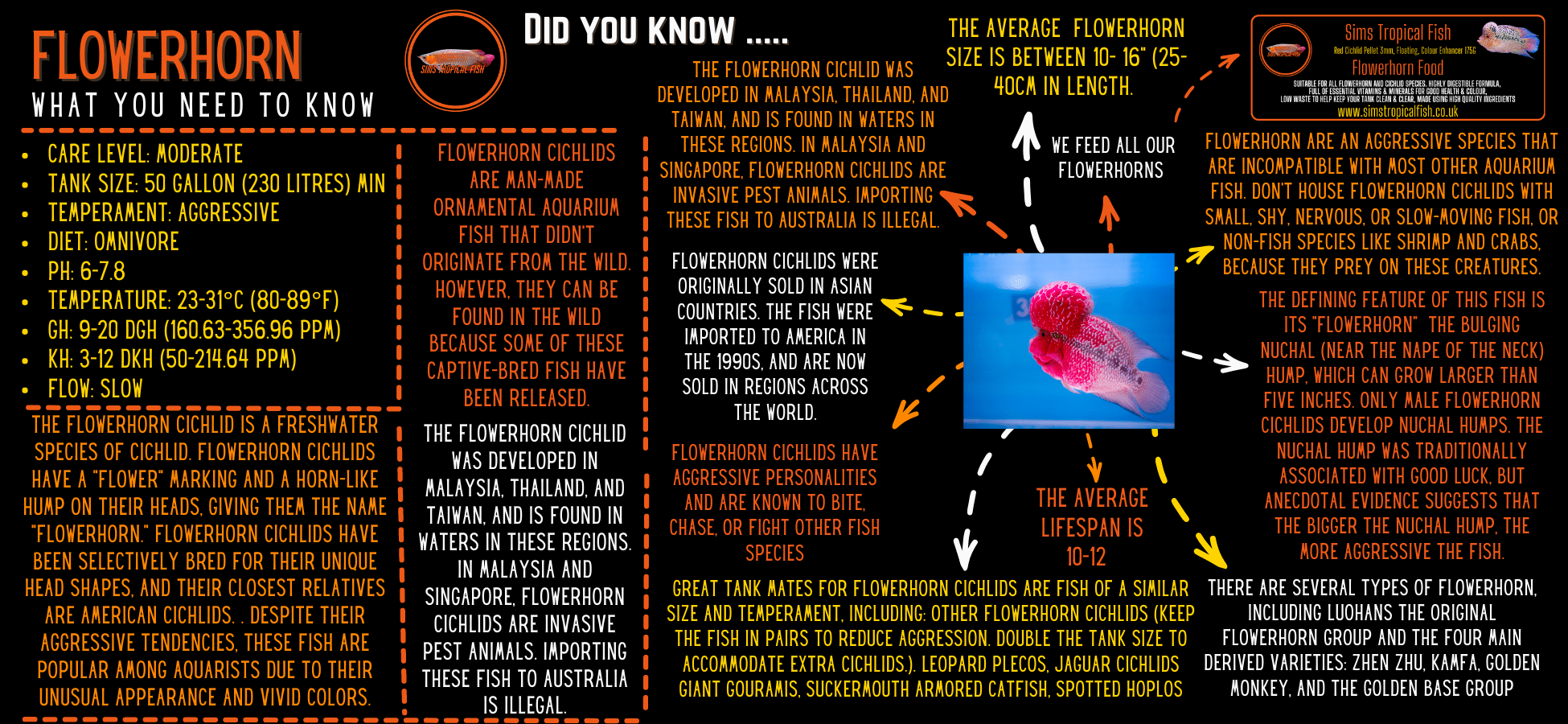 Full Pearl Super Magma Kamfa Flowerhorn Grade A 12cm Male - Real Aquatics