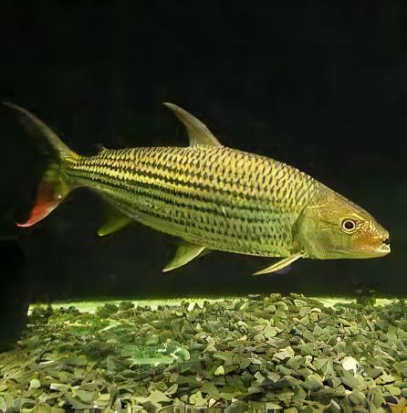 African Forskahlii Tiger Fish Hydrocynus Forskahlii