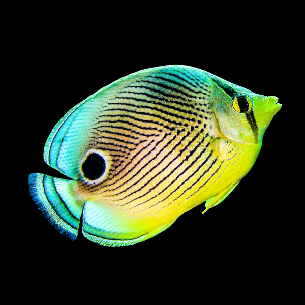 Four Eyed Butterfly Fish Chaetodon Capistratus - Real Aquatics