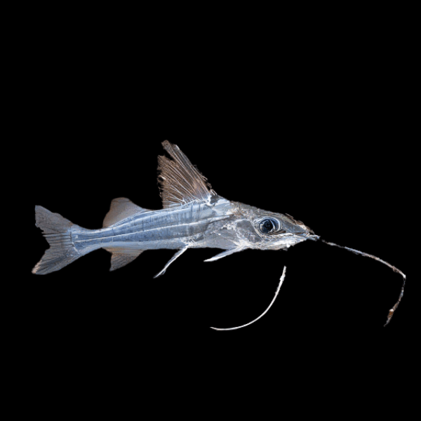 Four Lined Pim Catfish Pimelodus Blochii 6cm - Real Aquatics