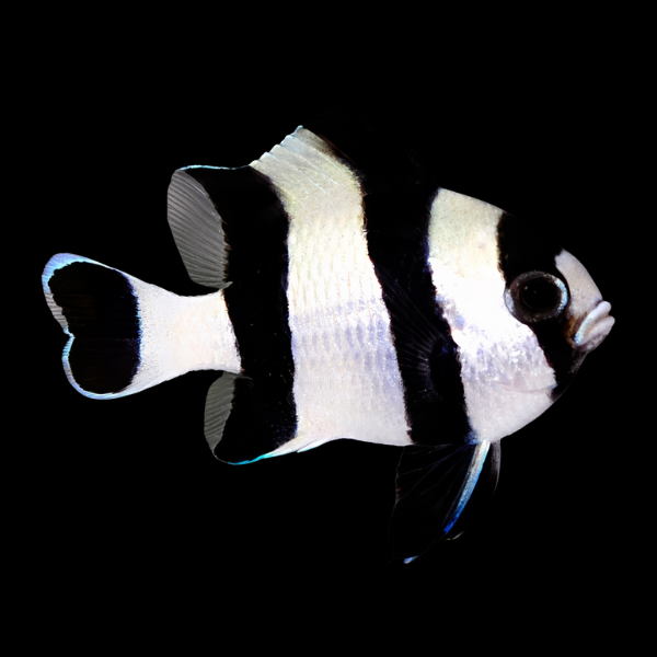 Four Stripe Damsel Dascyllus Melanurus - Real Aquatics