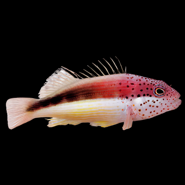 Freckled Hawkfish Paracirrhites Forsteri - Real Aquatics