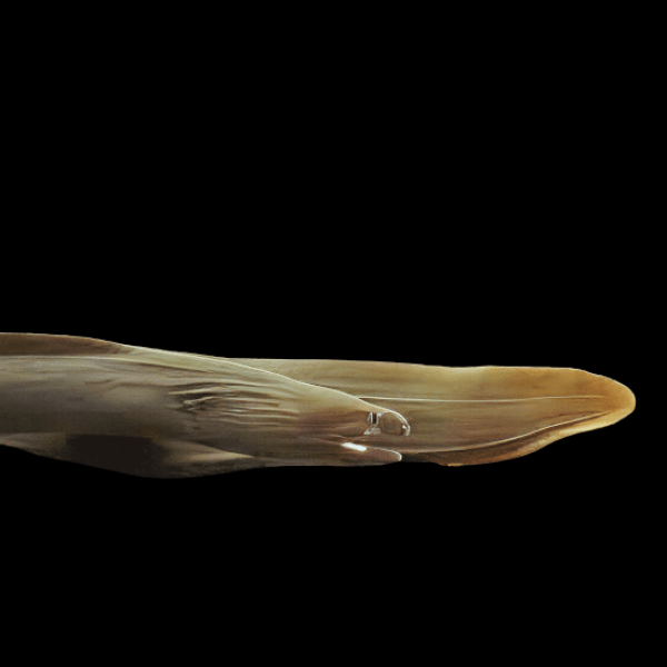 Freshwater Moray Eel White Cheek Echidna Rhodochilus 20cm - Real Aquatics