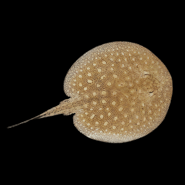 Freshwater Raspy River Mosaic Stingray Potamotrygon Scobina 20cm