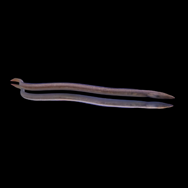Freshwater Snake Eel Lamnostoma Kampeni 20cm - Real Aquatics