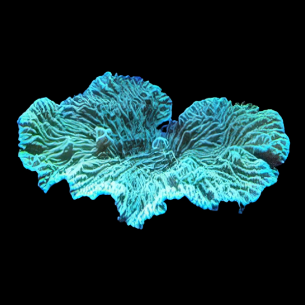 Fringe Hard Coral Merulina Sp - Real Aquatics