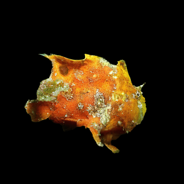 Frogfish Colour Antennarius Biocellatus 10cm - Real Aquatics