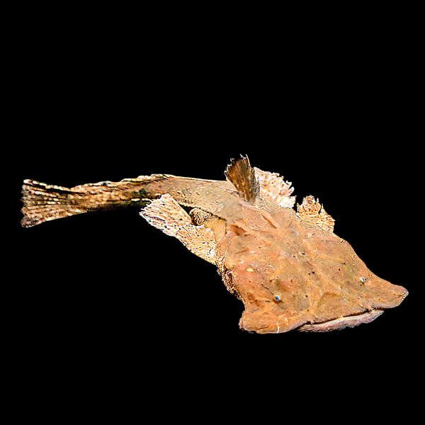 Frogmouth Catfish Chaca Bankanensis - 10cm - Real Aquatics