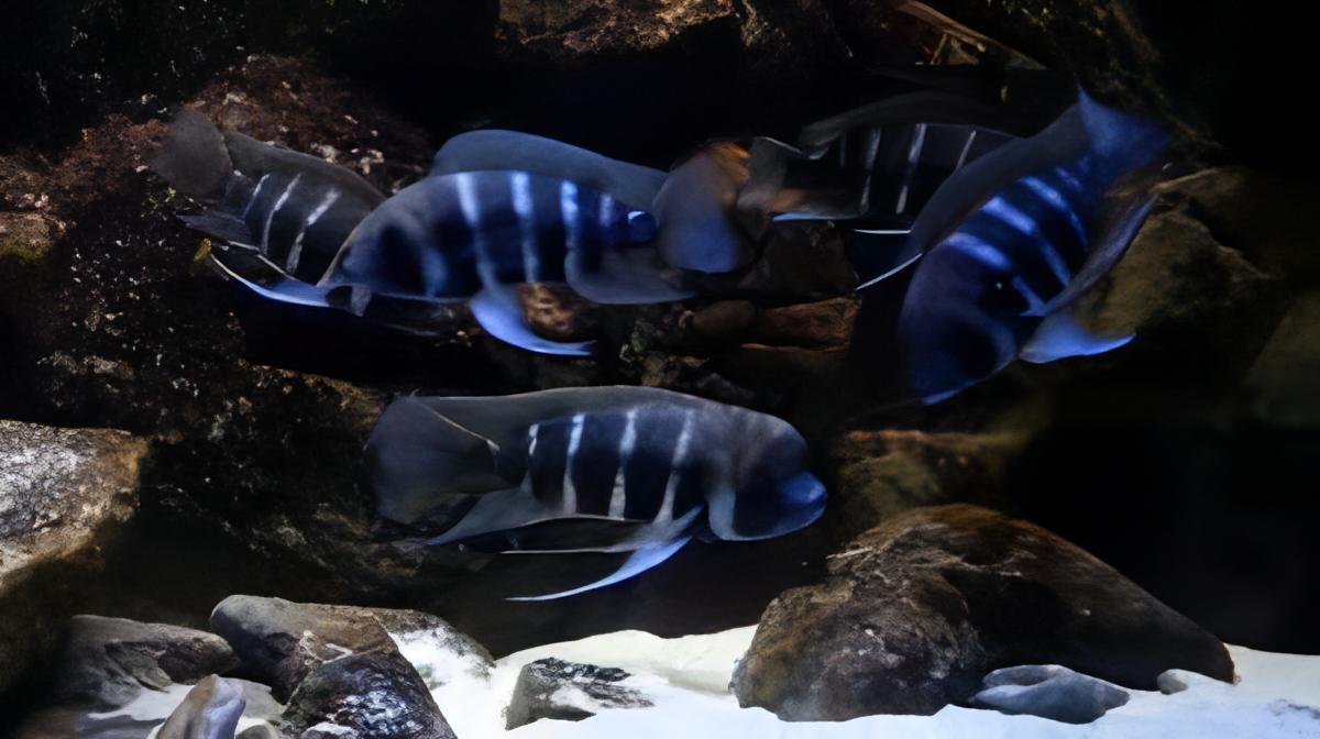 Cyphotilapia Frontosa Tanganyika African Cichlid 4cm - Real Aquatics