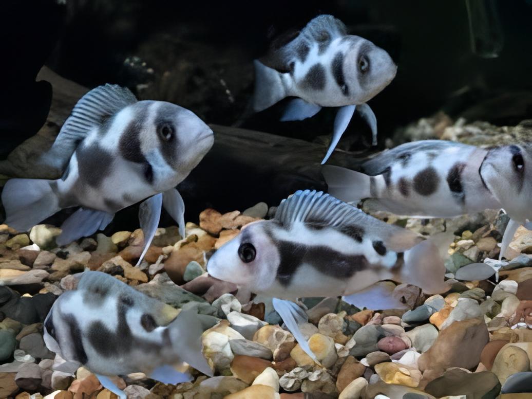 Cyphotilapia Frontosa Black Widow 3cm - Real Aquatics