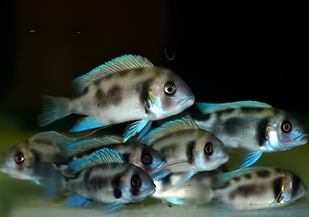 Cyphotilapia Frontosa Black Widow 3cm - Real Aquatics