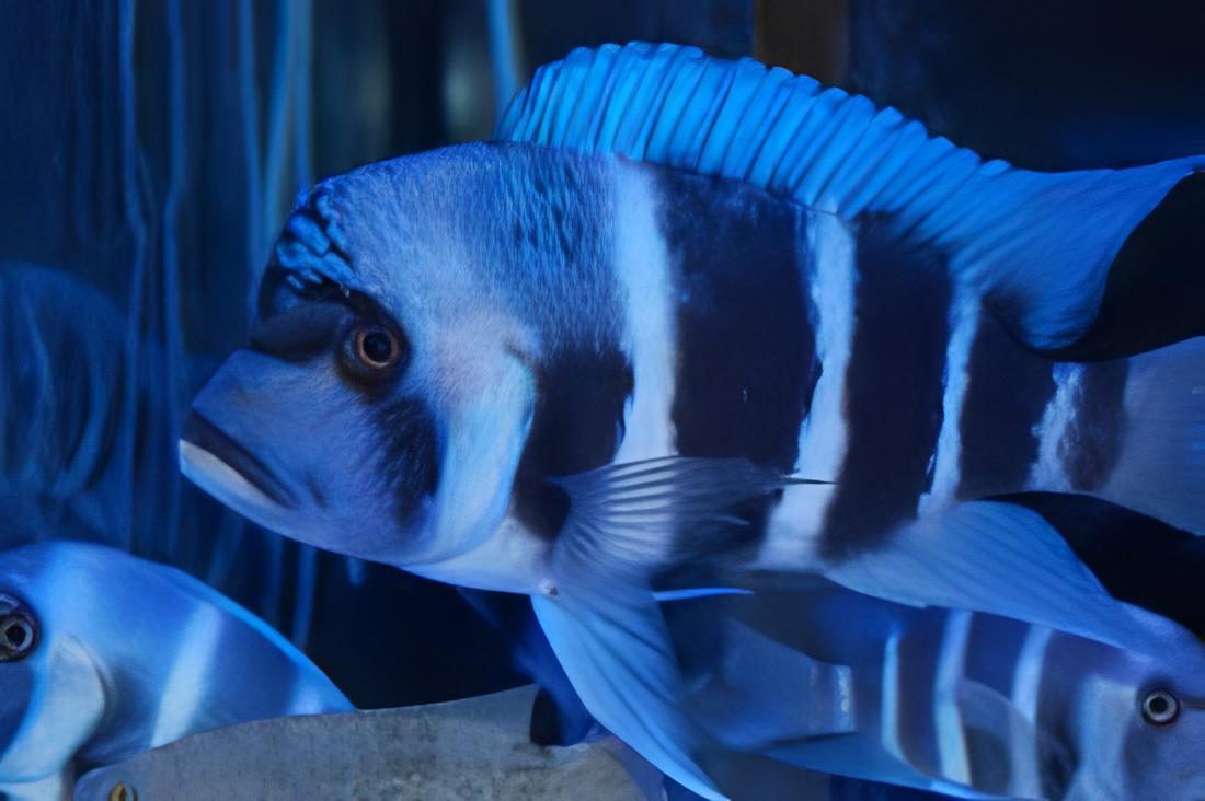 Cyphotilapia Frontosa Blue Chaitika 3cm - Real Aquatics