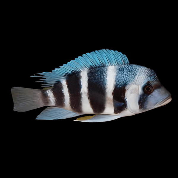 Cyphotilapia Frontosa Blue Chaitika 3cm - Real Aquatics