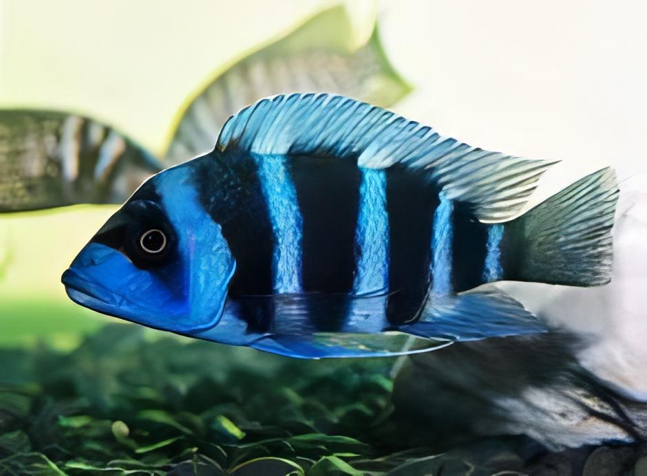 Cyphotilapia Frontosa Blue Chaitika 3cm - Real Aquatics