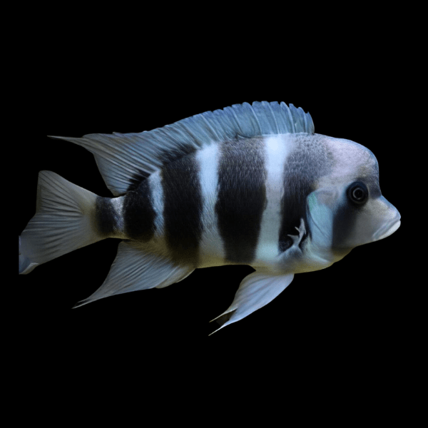 Cyphotilapia Frontosa Blue Kipili 3cm - Real Aquatics