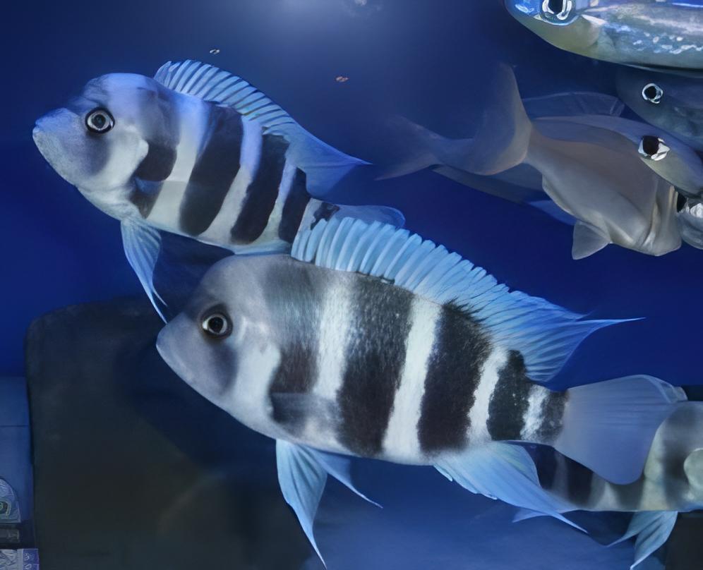 Cyphotilapia Frontosa Blue Kipili 3cm - Real Aquatics