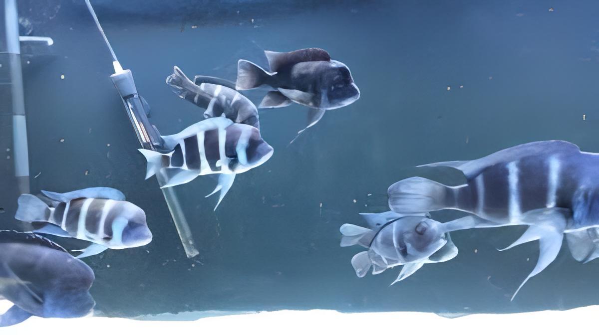 Cyphotilapia Frontosa Blue Kipili 3cm - Real Aquatics