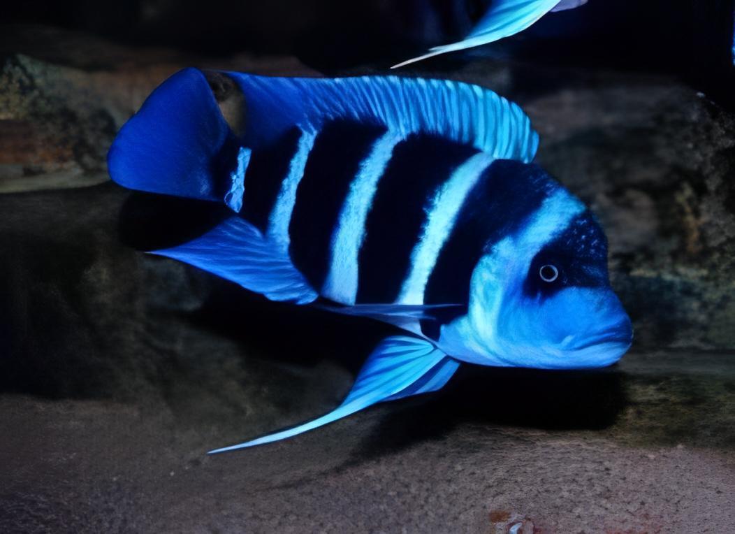 Cyphotilapia Frontosa Blue Zaire Kapampa 3cm - Real Aquatics